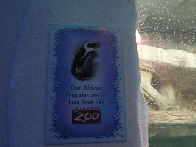 African penguins on loan from the Columbus Zoo.